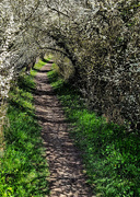 11th Apr 2023 - Great spring walkway