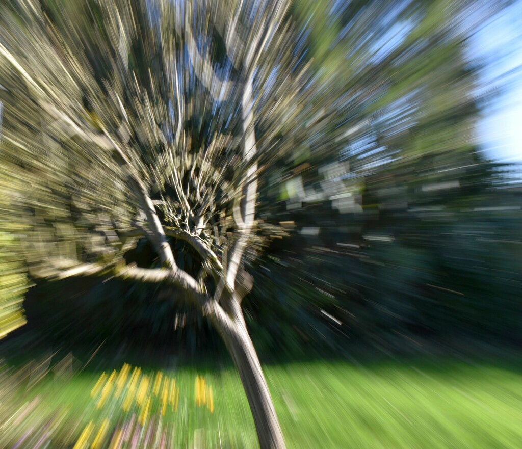 The pear tree with a zoom effect by anitaw