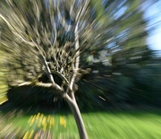 11th Apr 2023 - The pear tree with a zoom effect