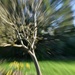 The pear tree with a zoom effect by anitaw