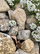 11th Apr 2023 - Sweet Alyssum Takeover