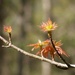 Young maple leaves... by marlboromaam