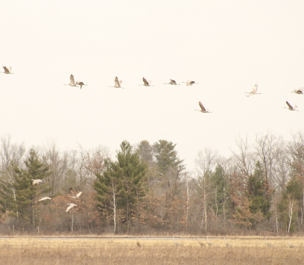 Sandhill cranes  by mltrotter