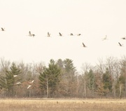 11th Apr 2023 - Sandhill cranes 