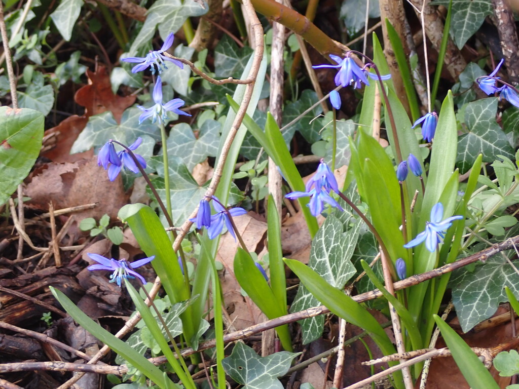 Small blue haze by speedwell