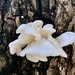 Fungi by sugarmuser