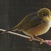 Waxeye waiting for an orange  by Dawn