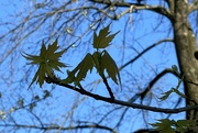 11th Apr 2023 - New leaves