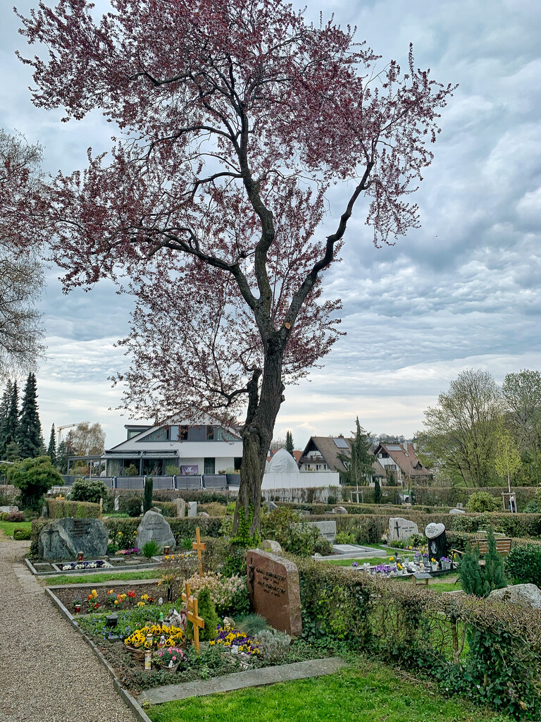 Garden cemetery  by cocobella