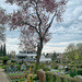 Garden cemetery  by cocobella
