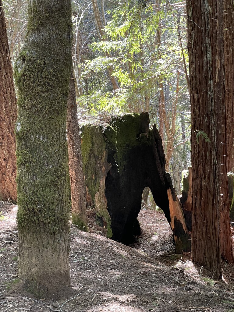 Redwoods by jgpittenger