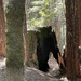 Redwoods by jgpittenger