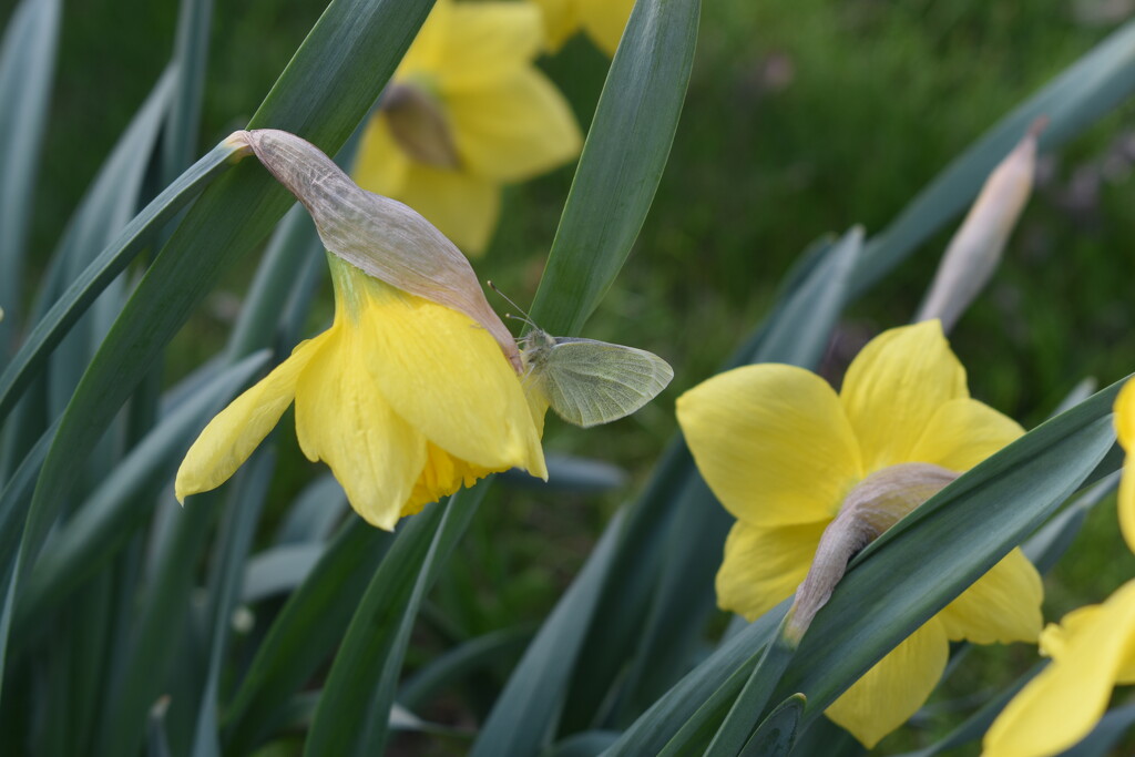 The Daffodil and the Moth by lisab514