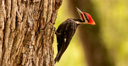 11th Apr 2023 - Pileated Woodpecker!