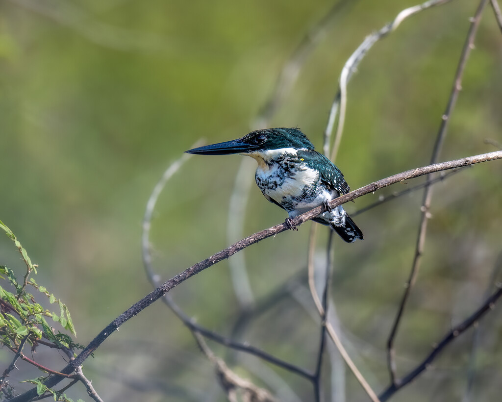 Green Kingfisher by nicoleweg