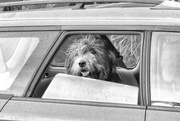 12th Apr 2023 - dogs in cars