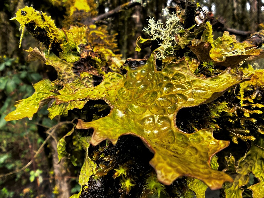 Lichen by joysabin