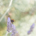 bumble bee in lavender by ulla