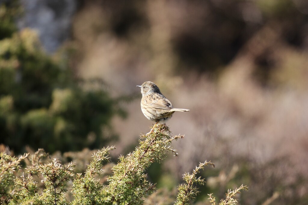 Meadow Pipit or Dunnock?  by jamibann