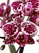 12th Apr 2023 - Extras - Spotty Orchid 