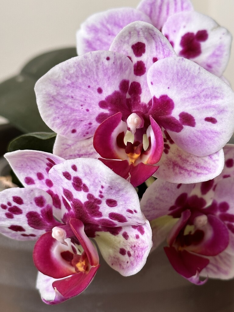 Spotty orchid  by pamknowler