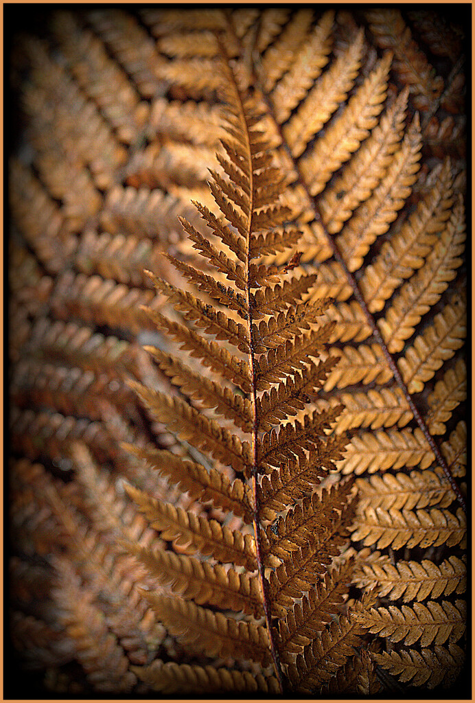 NZ fern by dide