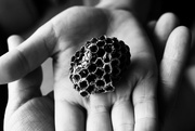 12th Apr 2023 - 100.1 - Abandoned Paper Wasp Nest