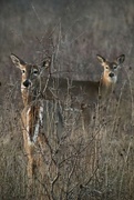 10th Apr 2023 - Deer at Sunset