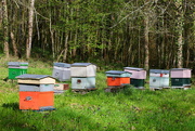 10th Apr 2023 - French Bee Hives…………724