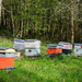 French Bee Hives…………724 by neil_ge
