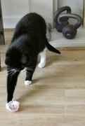 12th Apr 2023 - Kettlebells ? Suki prefers to work out with Dreamies 