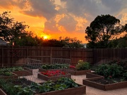 12th Apr 2023 - Sunset over the garden