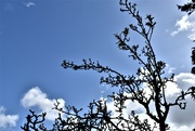 12th Apr 2023 - Waiting for the blossom to appear!