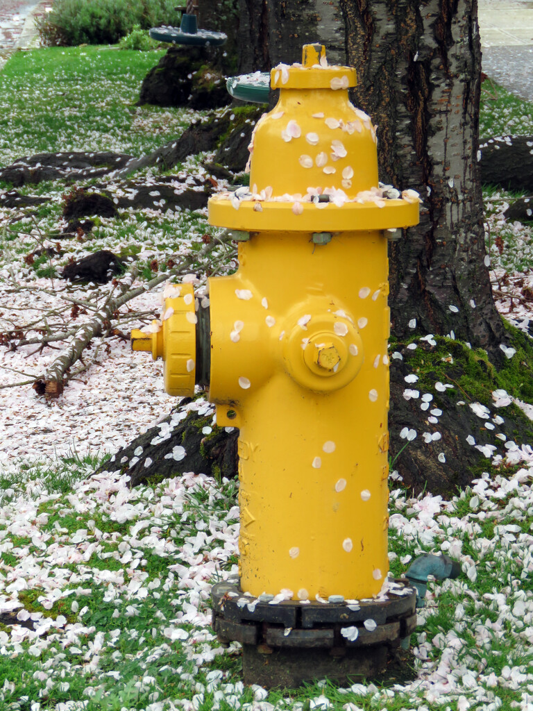 Spring Fire Hydrant by seattlite