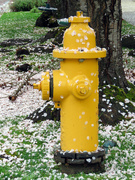 12th Apr 2023 - Spring Fire Hydrant