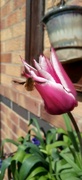 12th Apr 2023 - Tulips turn 