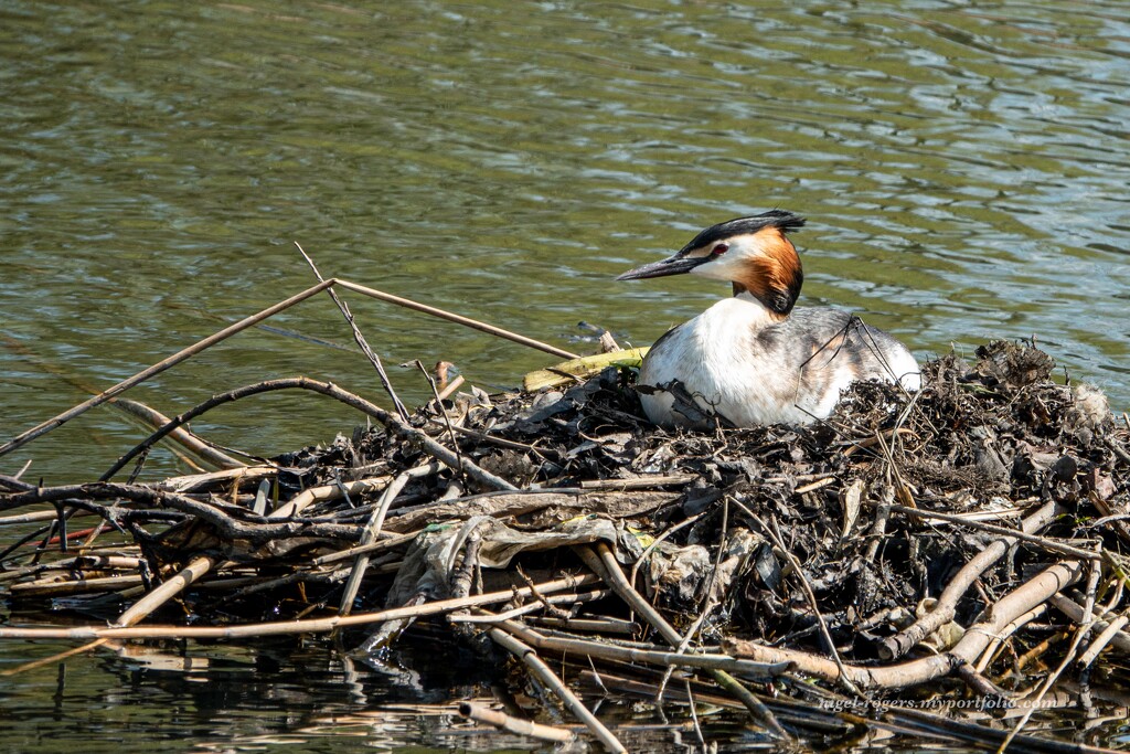 Floating nest by nigelrogers