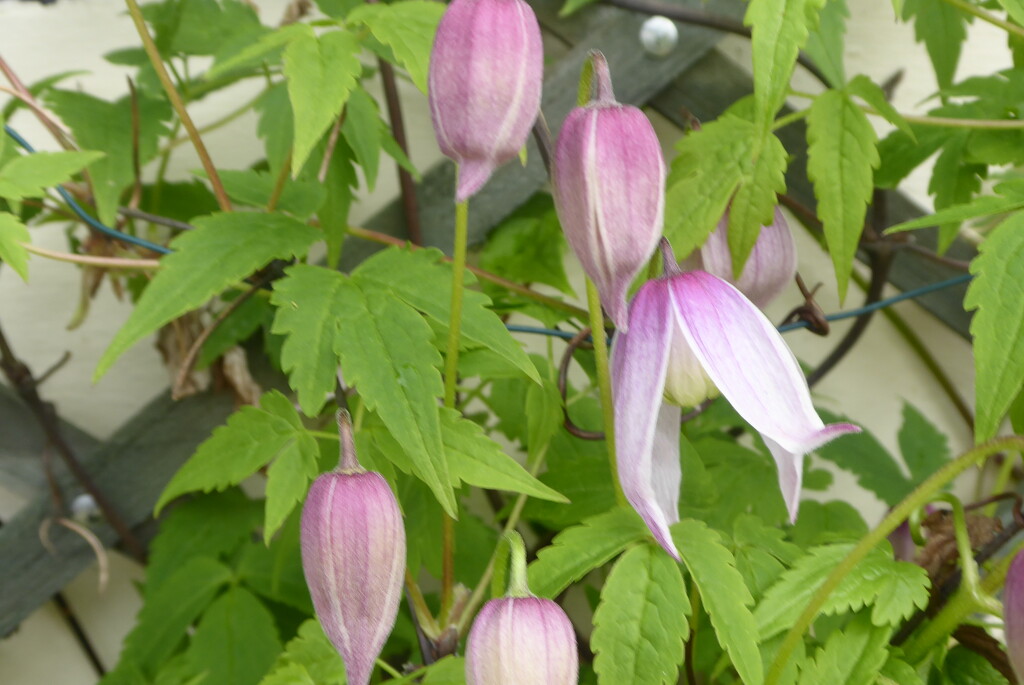 Clematis "Markhams Pink" early flowering by snowy