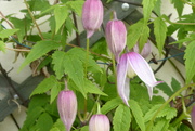 12th Apr 2023 - Clematis "Markhams Pink" early flowering