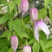 Clematis "Markhams Pink" early flowering by snowy