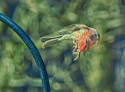 12th Apr 2023 - House Finch, Taking Off