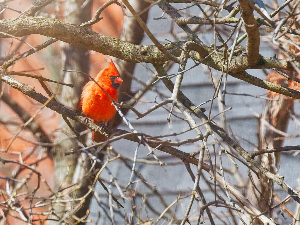 Cardinal in Sunny Branches by gardencat