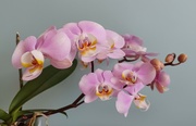 12th Apr 2023 - Orchid