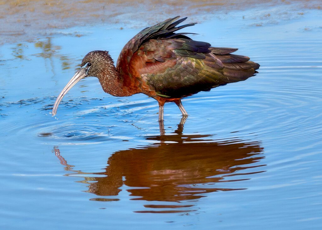 Glossy Ibis by photographycrazy