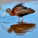 Glossy Ibis by photographycrazy