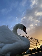 12th Apr 2023 - The Swan