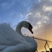 The Swan by bill_gk
