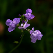 12th Apr 2023 - Best Guess - Blue Toadflax