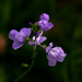 Best Guess - Blue Toadflax by milaniet