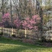 Redbuds in Bloom by calm